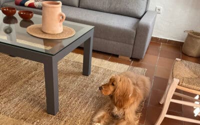 Alojamientos con mascotas en Córdoba: Encuentra tu lugar ideal para viajar juntos